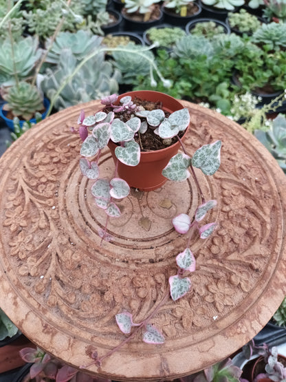 Geropegia woody variegata