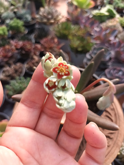 Pachyphytum viride