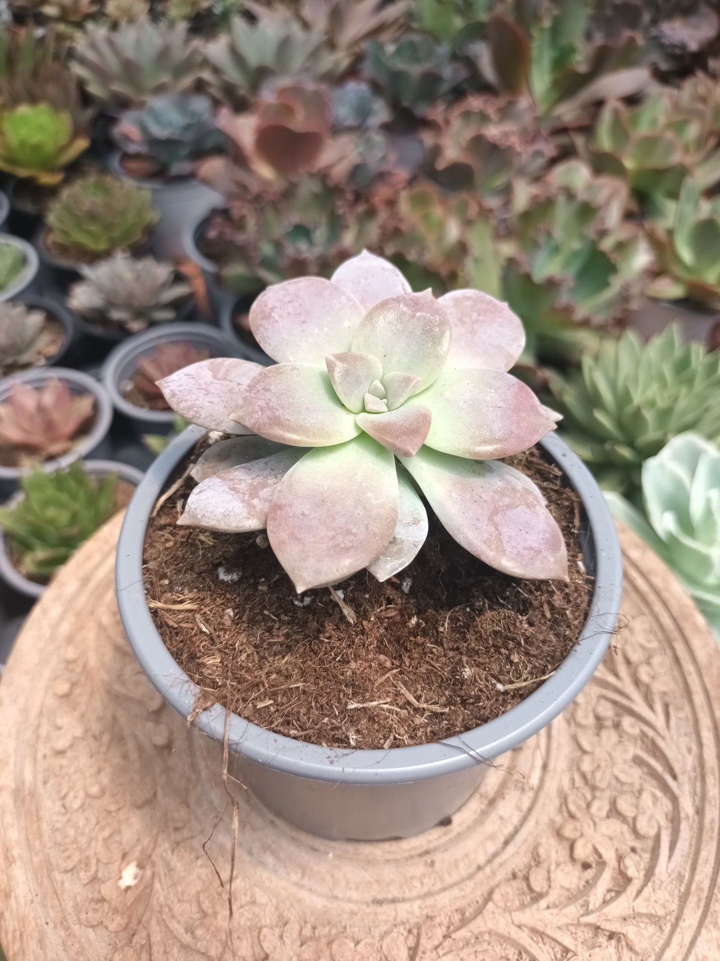 Graptopetalum Superboom