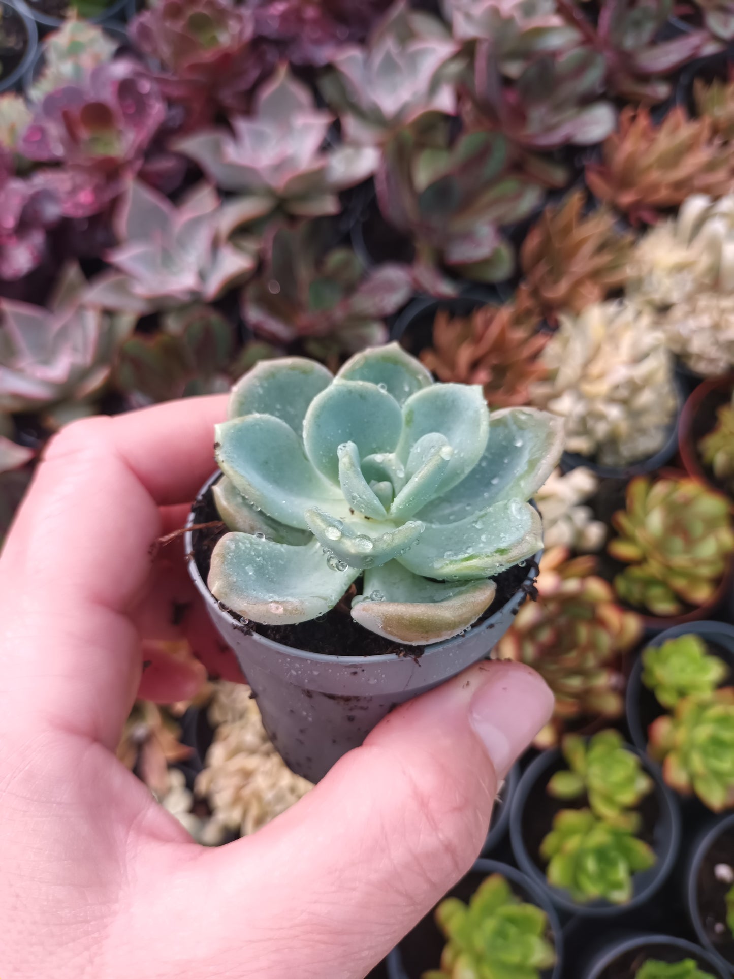 Graptoveria Orpet