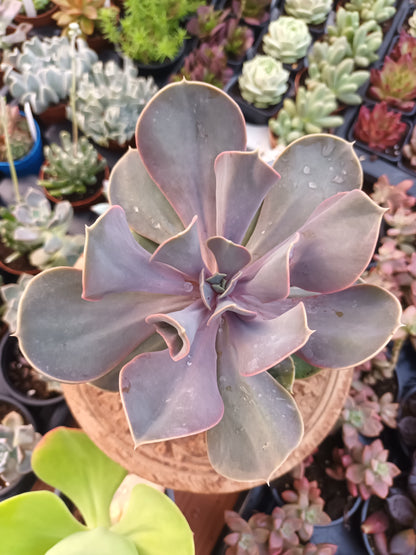Echeveria Valkyrie