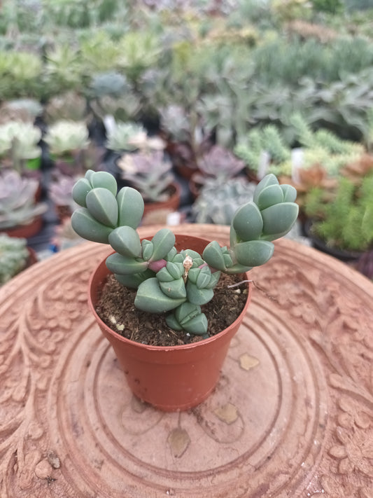 Delosperma lehmannii