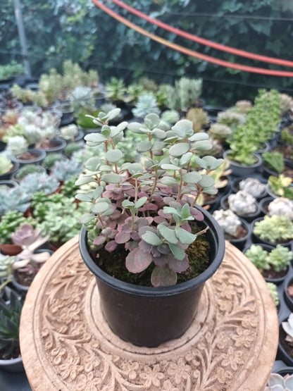 Sedum Sunsparkler ‘Plum Dazzled’
