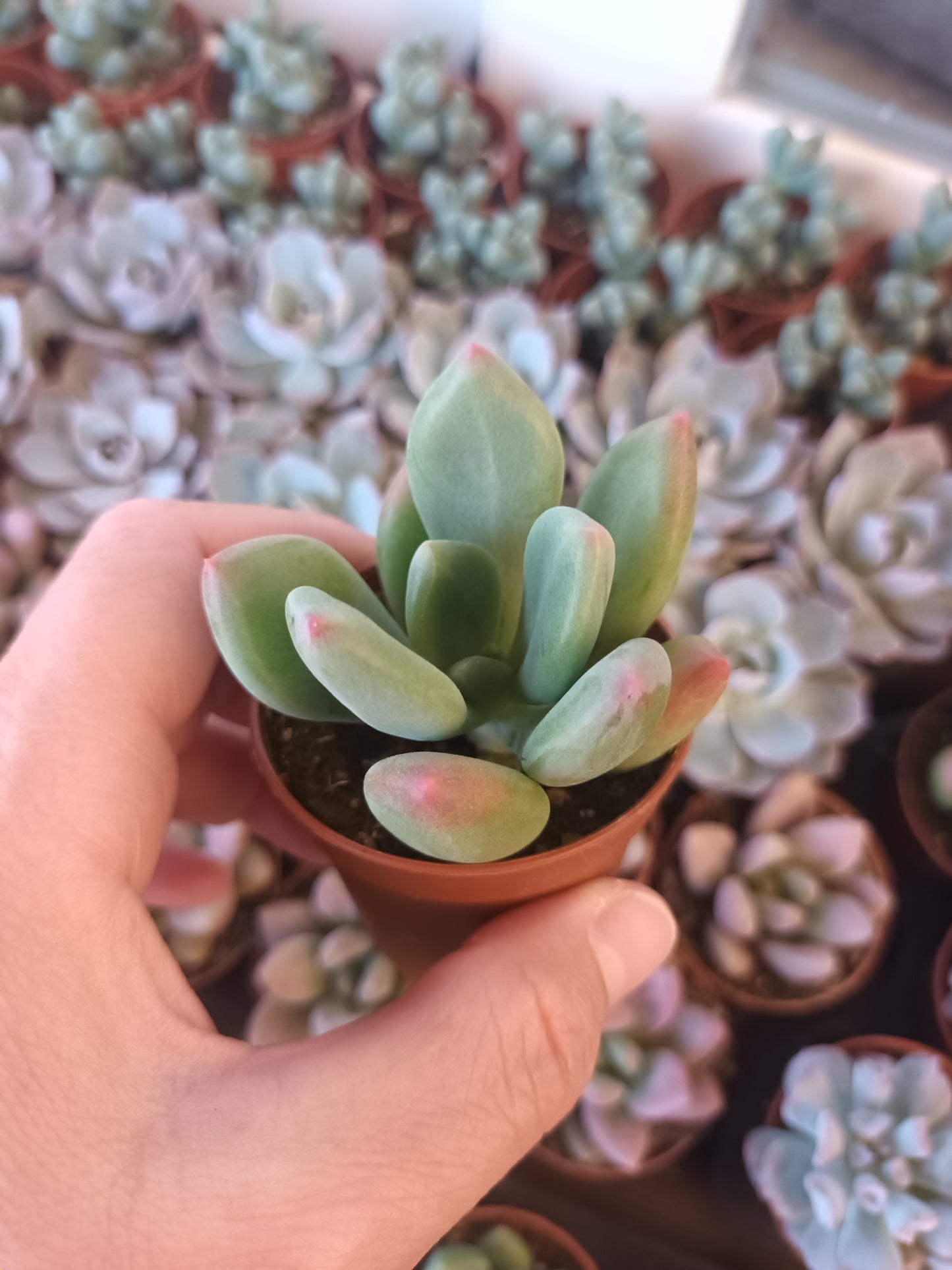 Pachyphytum Dr. Cornelius
