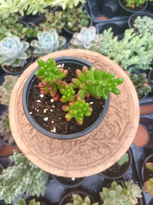 Sedum rubroticum