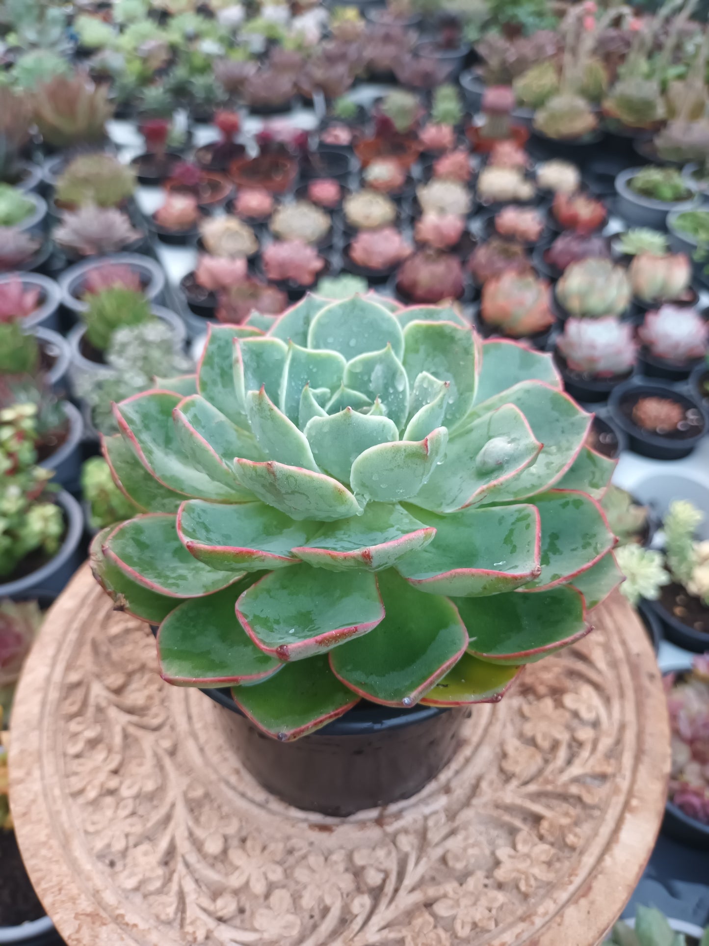 Echeveria Raindrops