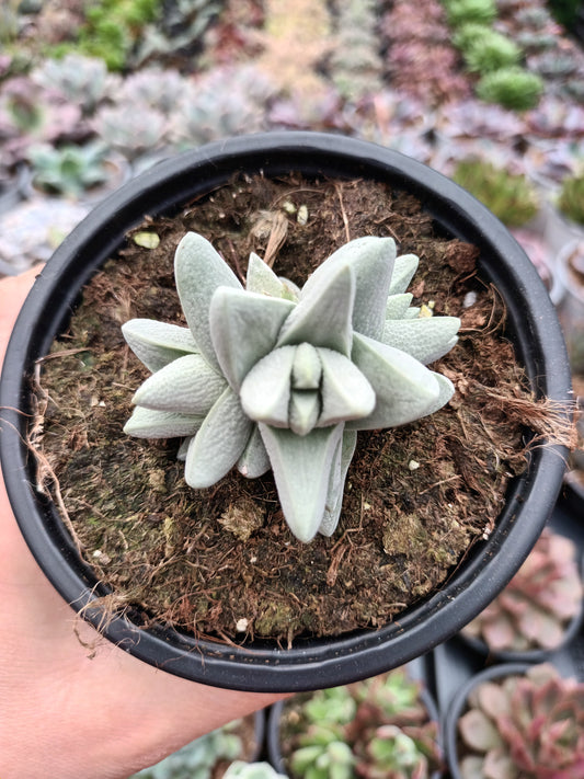 Crassula cornuta