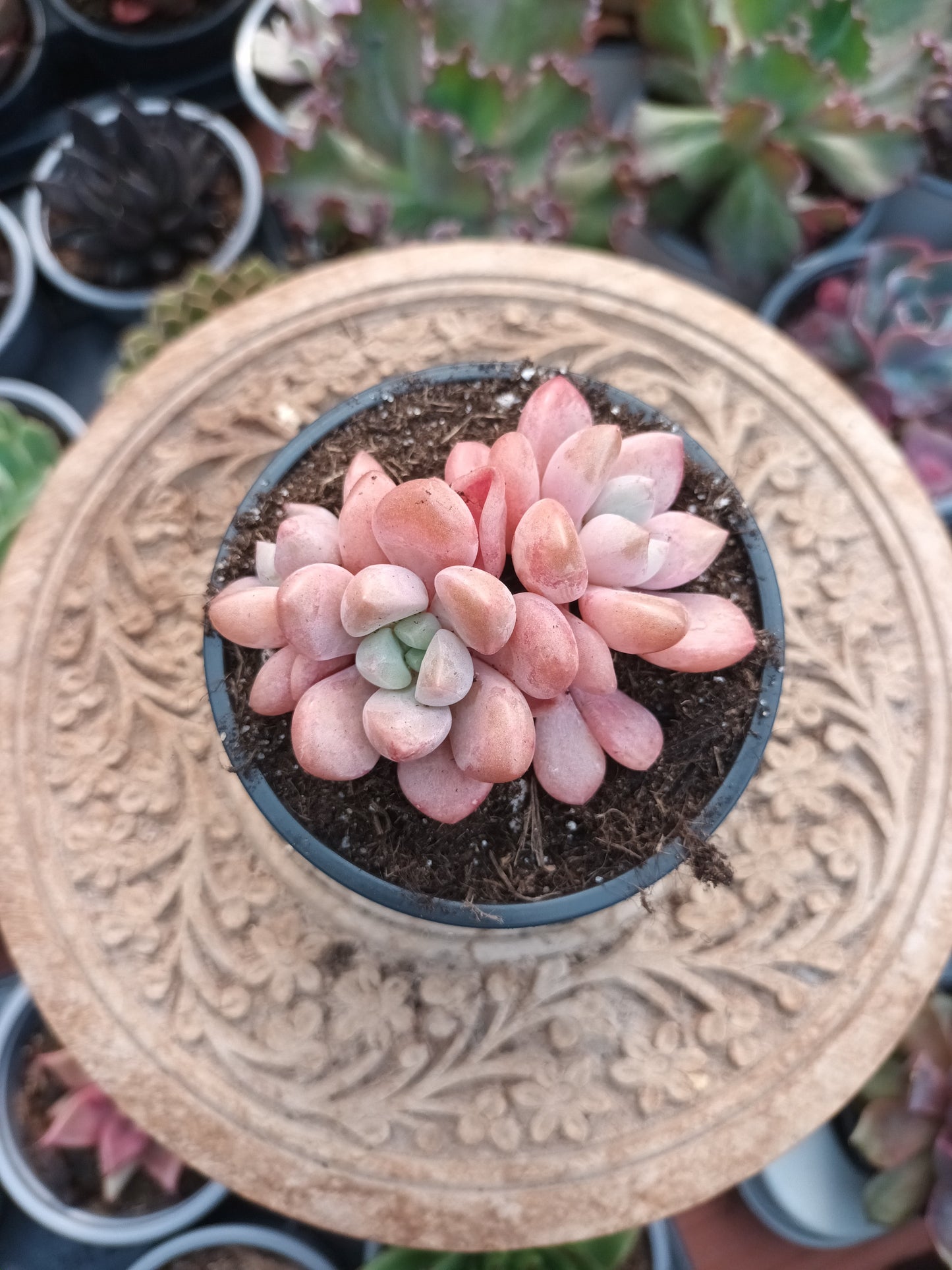 Graptopetalum Spotted Deer  bouquet