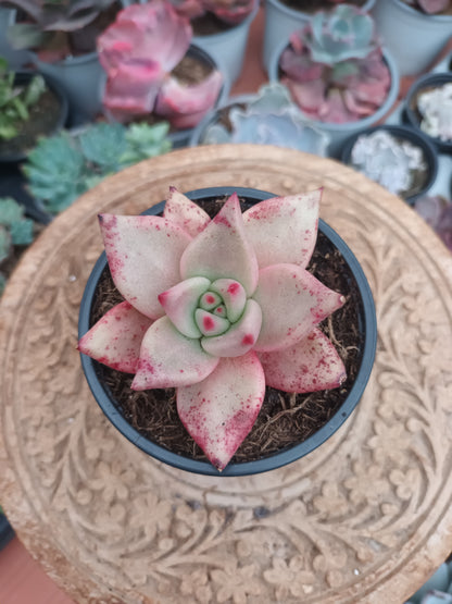 Echeveria agavoides 'Romeo'