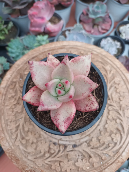 Echeveria agavoides 'Romeo'