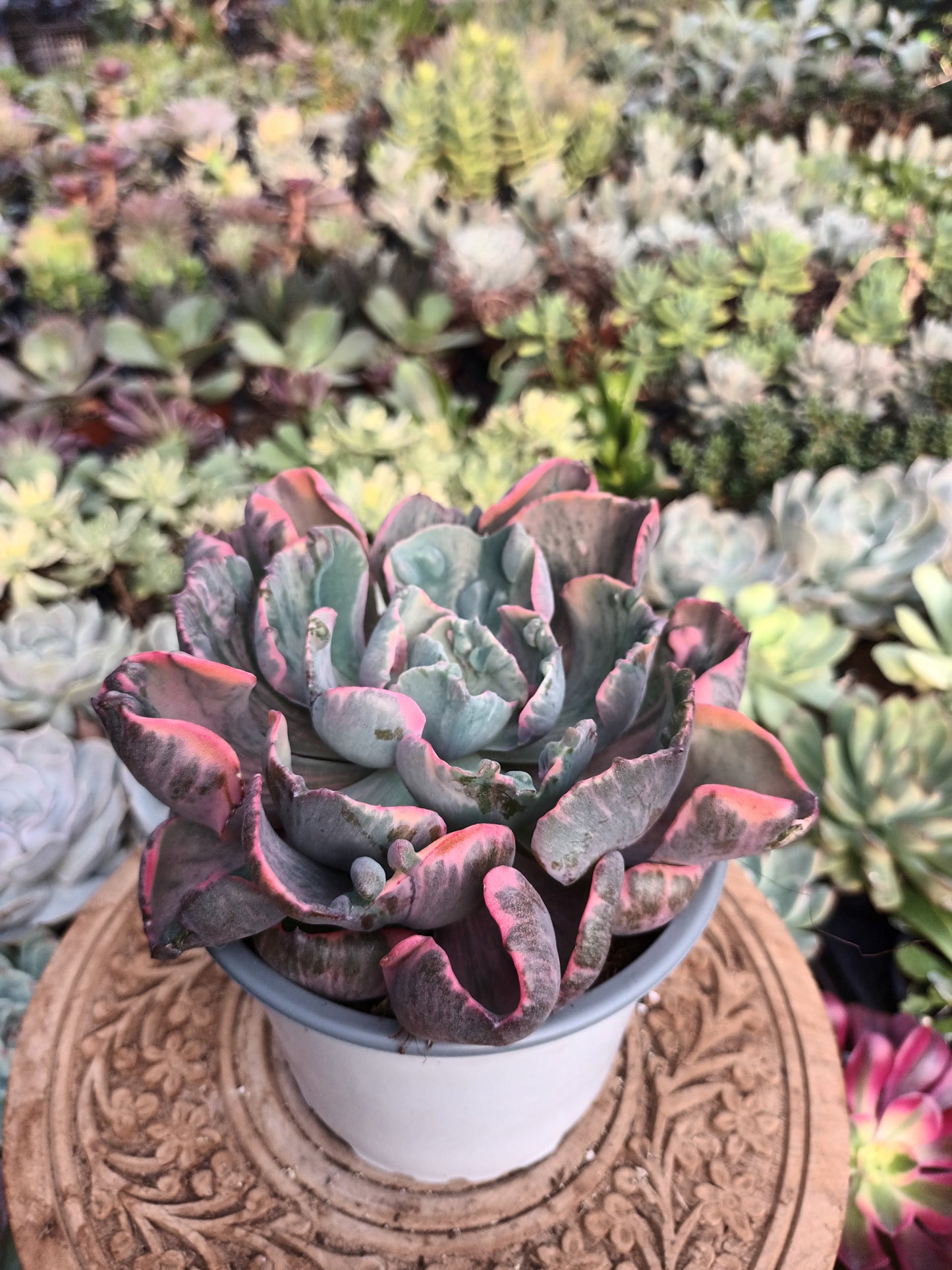 Echeveria Beyonce rainbow