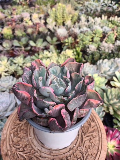 Echeveria Beyonce rainbow