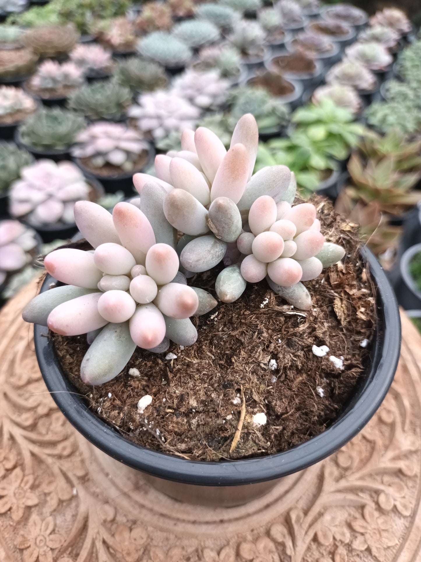 Pachyphytum machucae 'baby finger'