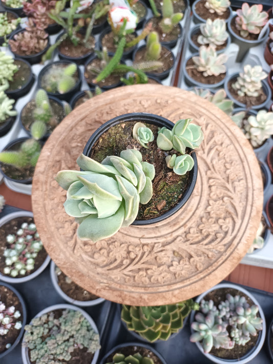 Graptoveria Lovely rose