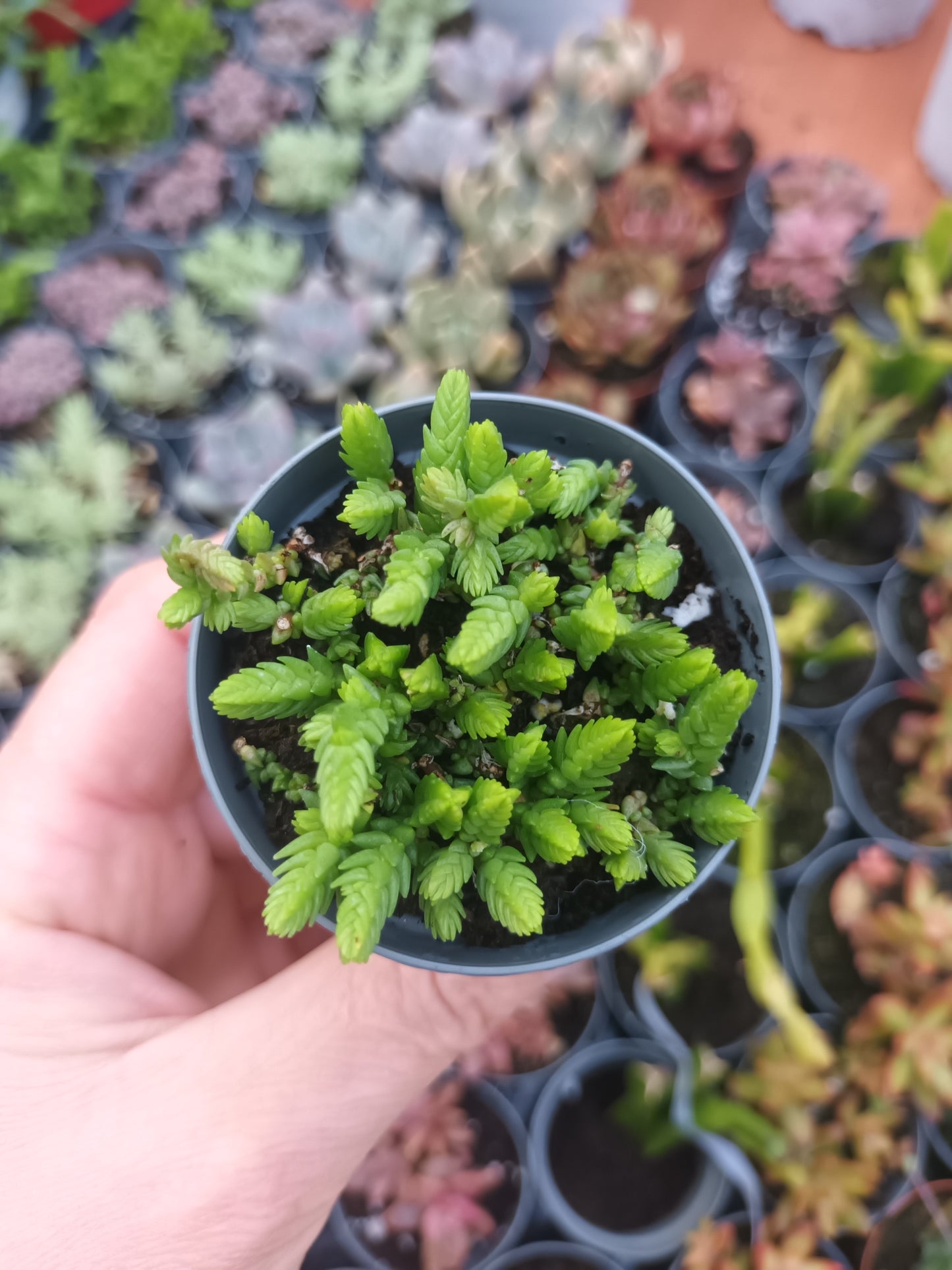 Crassula muscosa