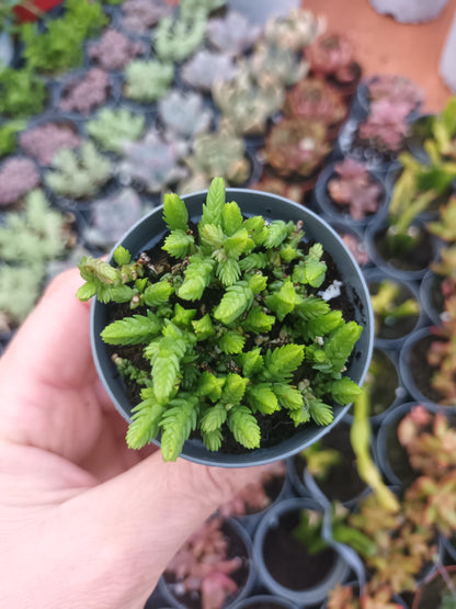Crassula muscosa