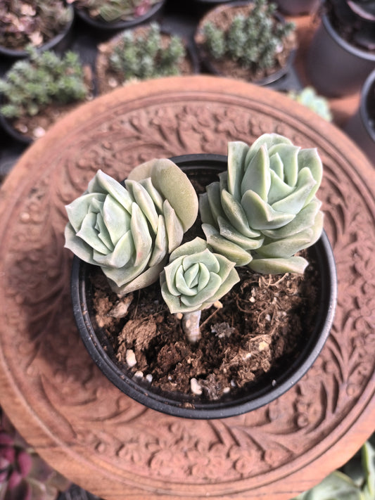 Graptoveria lovely rose