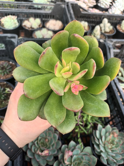 Echeveria tanguy