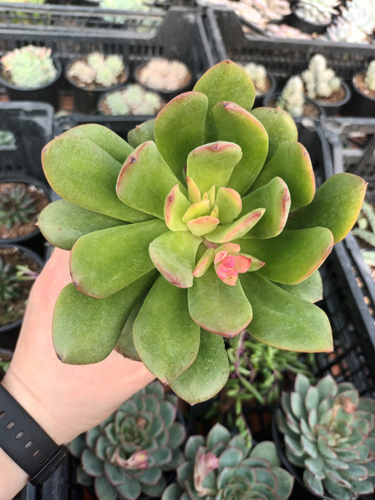 Echeveria tanguy