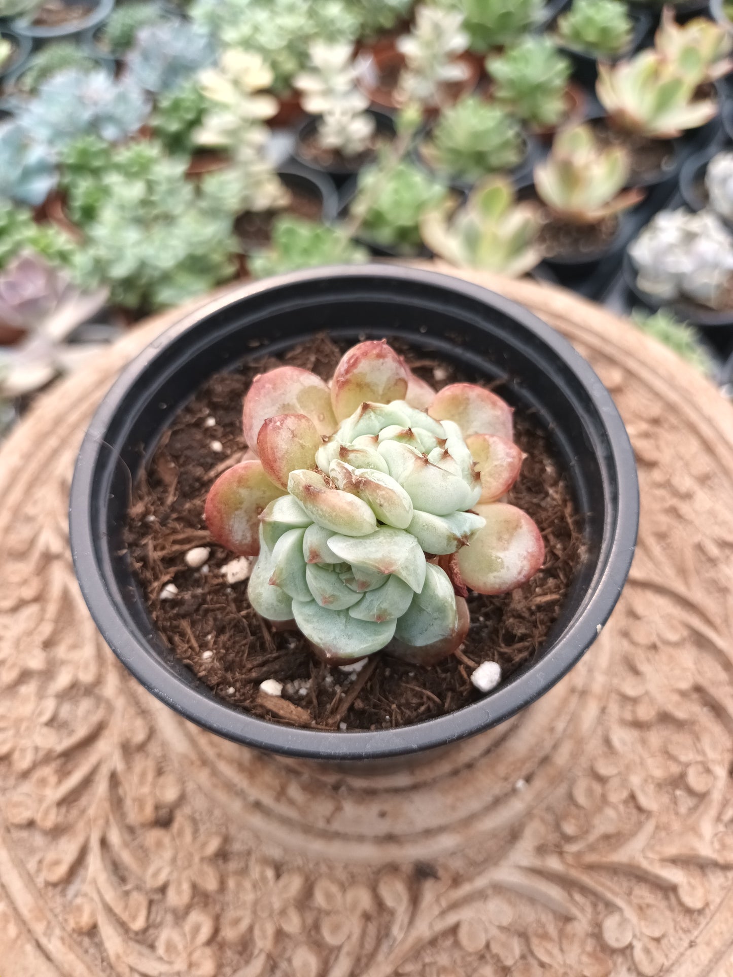 Echeveria Red Velvet