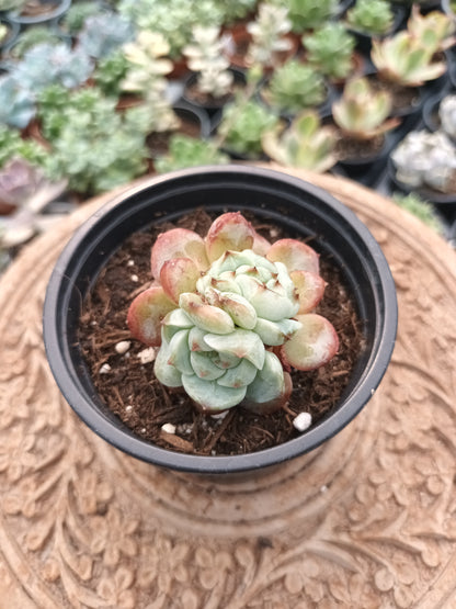 Echeveria Red Velvet