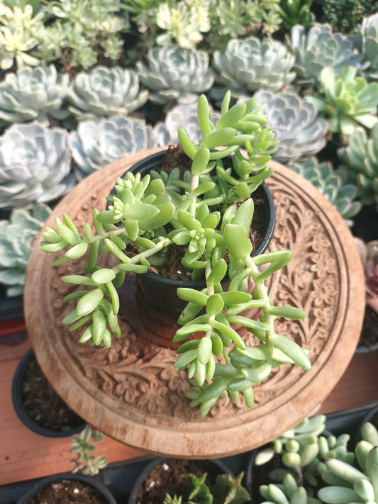 Sedum collar de princesa