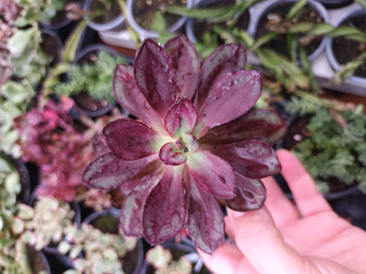 Echeveria nodulosa benitsukasa
