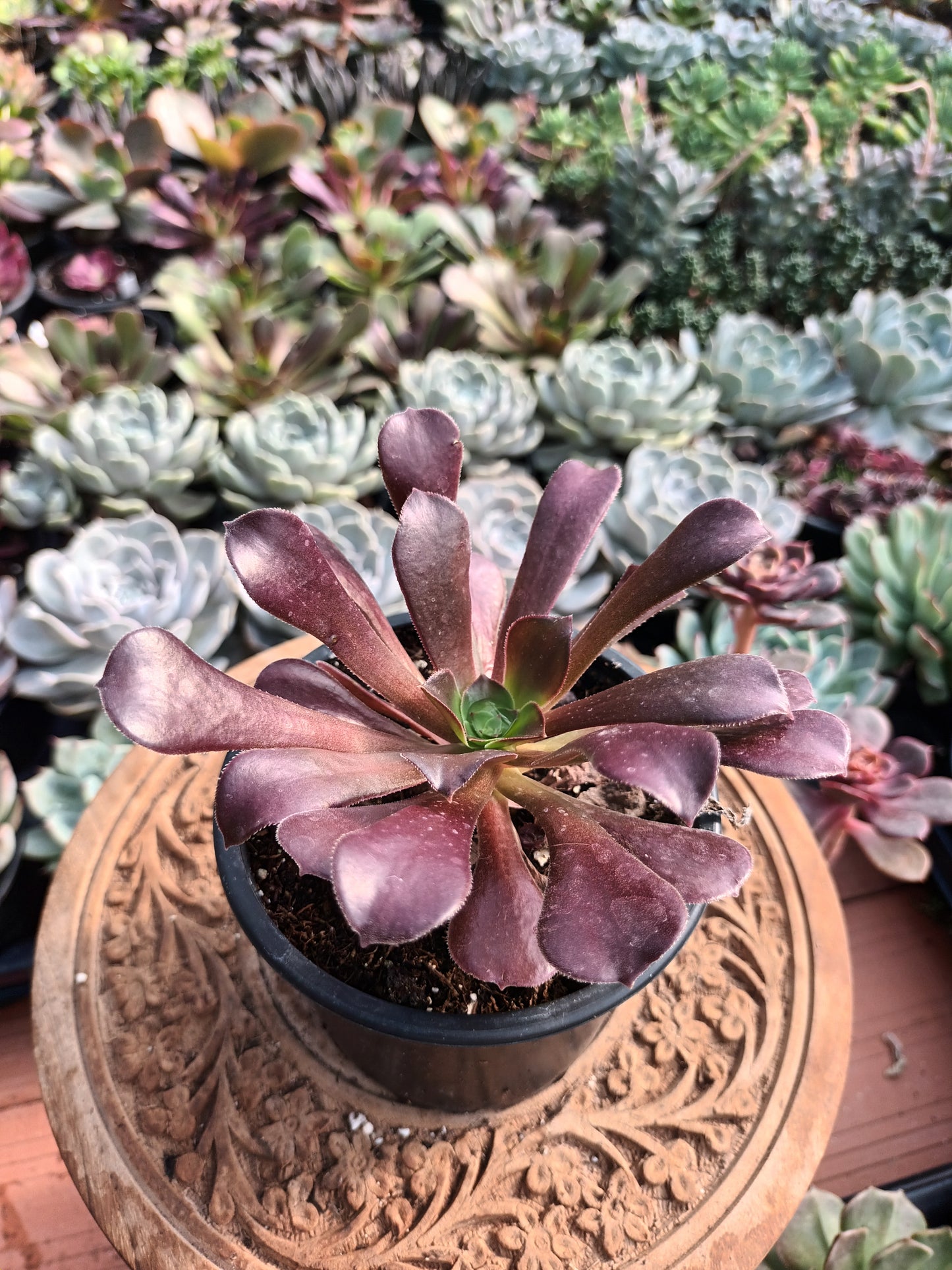Aeonium velour