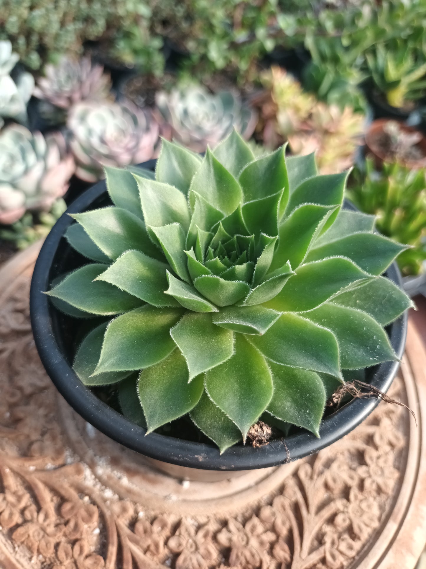 Sempervivum 'Orange Glow'