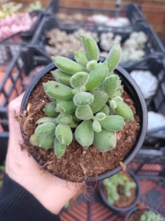 Cotyledon tomentosa