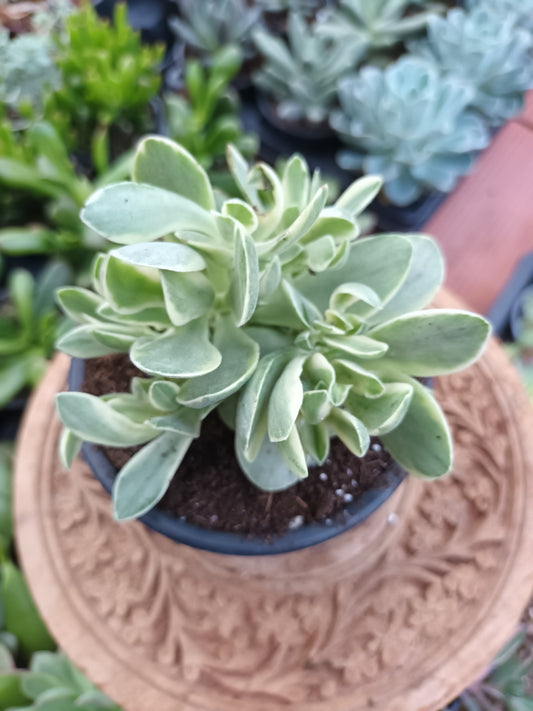 Crassula Money Maker Variegata