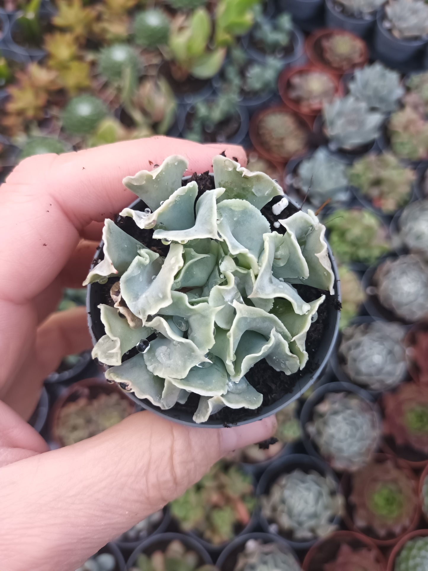Echeveria nichi