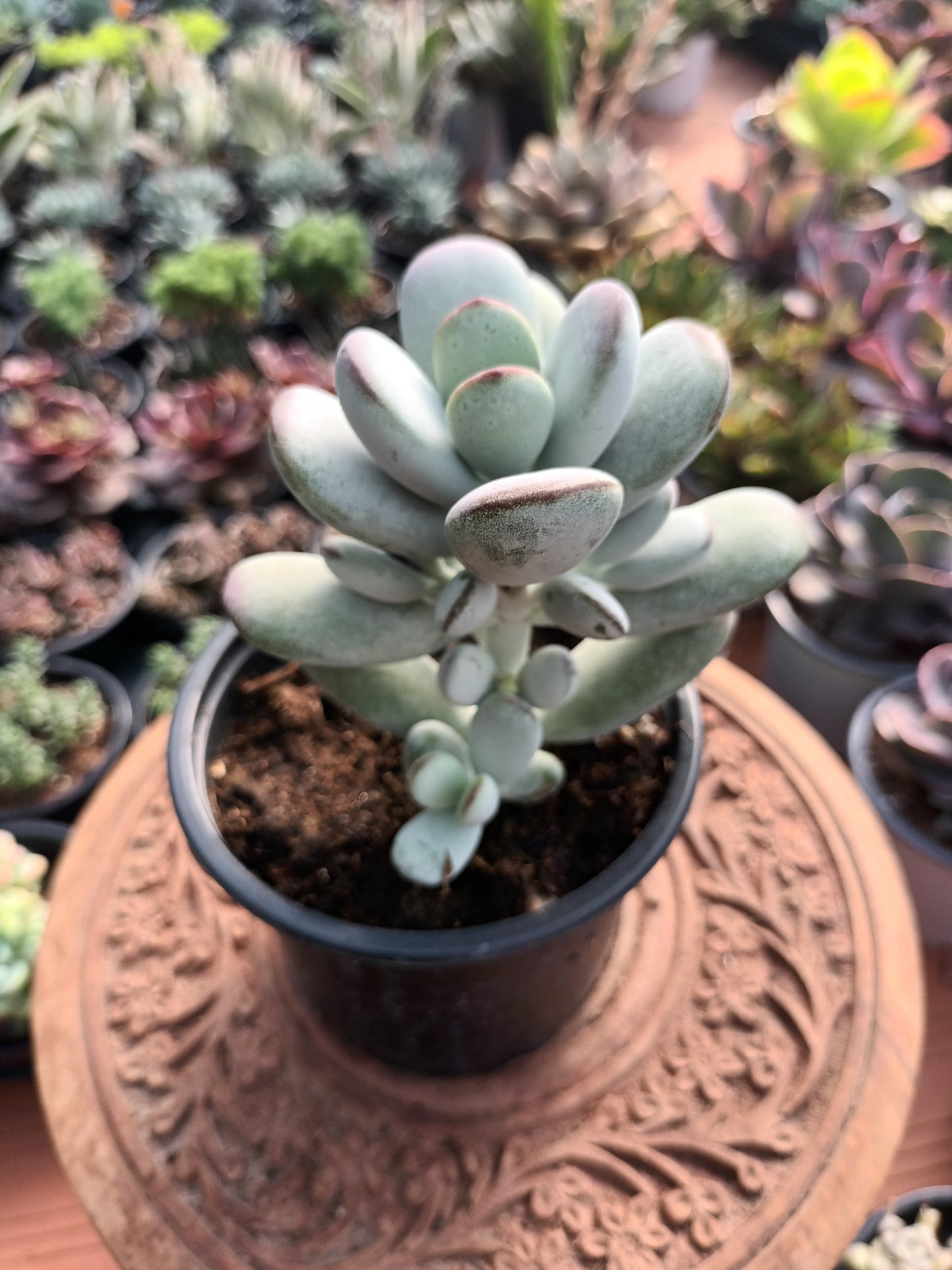 Cotyledon orbiculata higginsiae