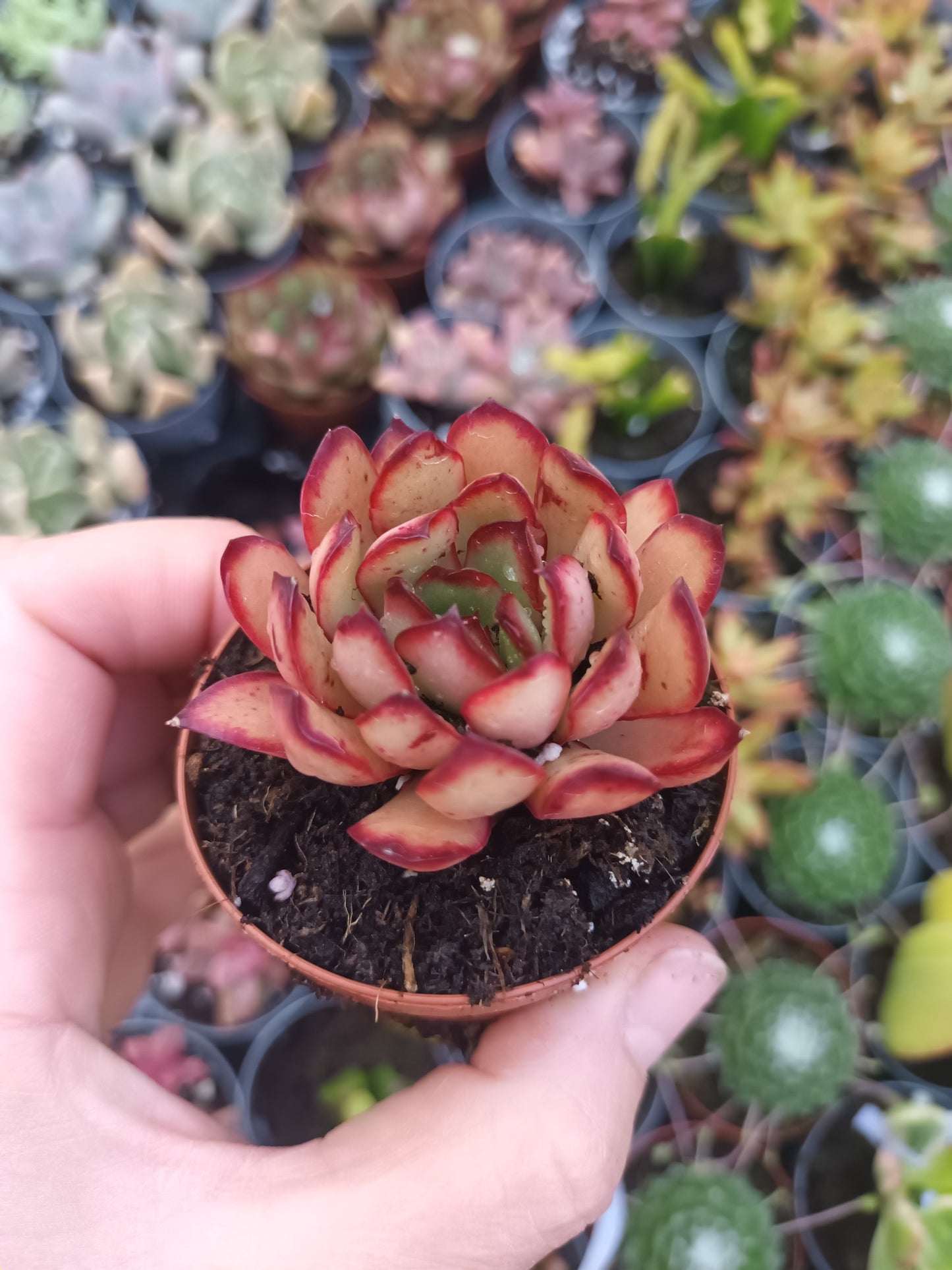 Echeveria pulidonis 'Magma Pearl'