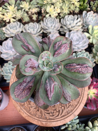 Echeveria 'Baron Bold'