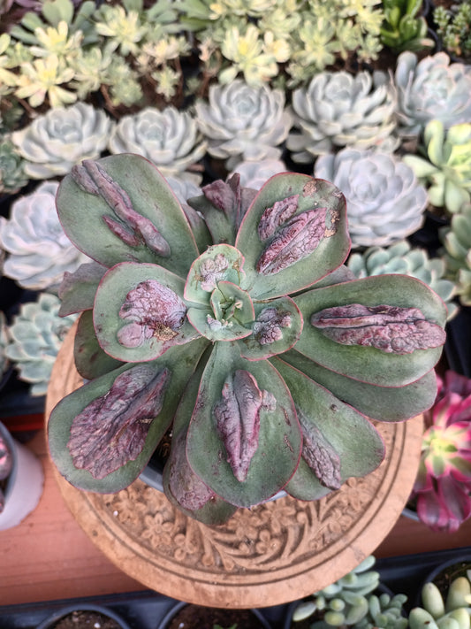 Echeveria 'Baron Bold'
