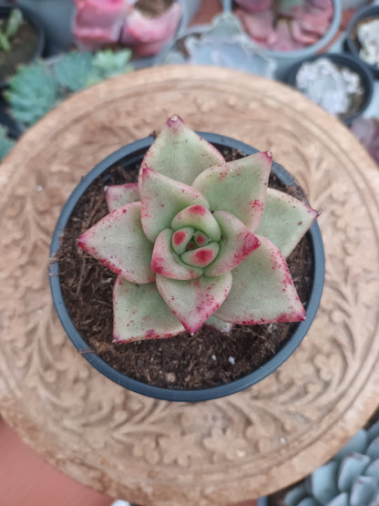 Echeveria agavoides 'Romeo'