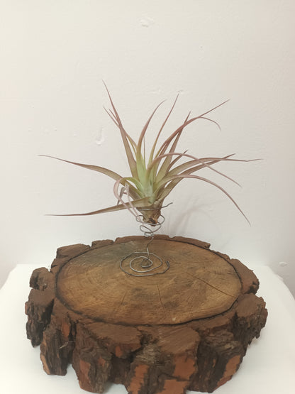 Tillandsia brachycaulos var.brachycaulos M