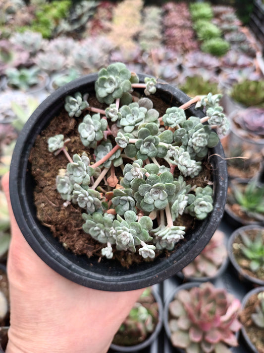 Sedum spathulifolium