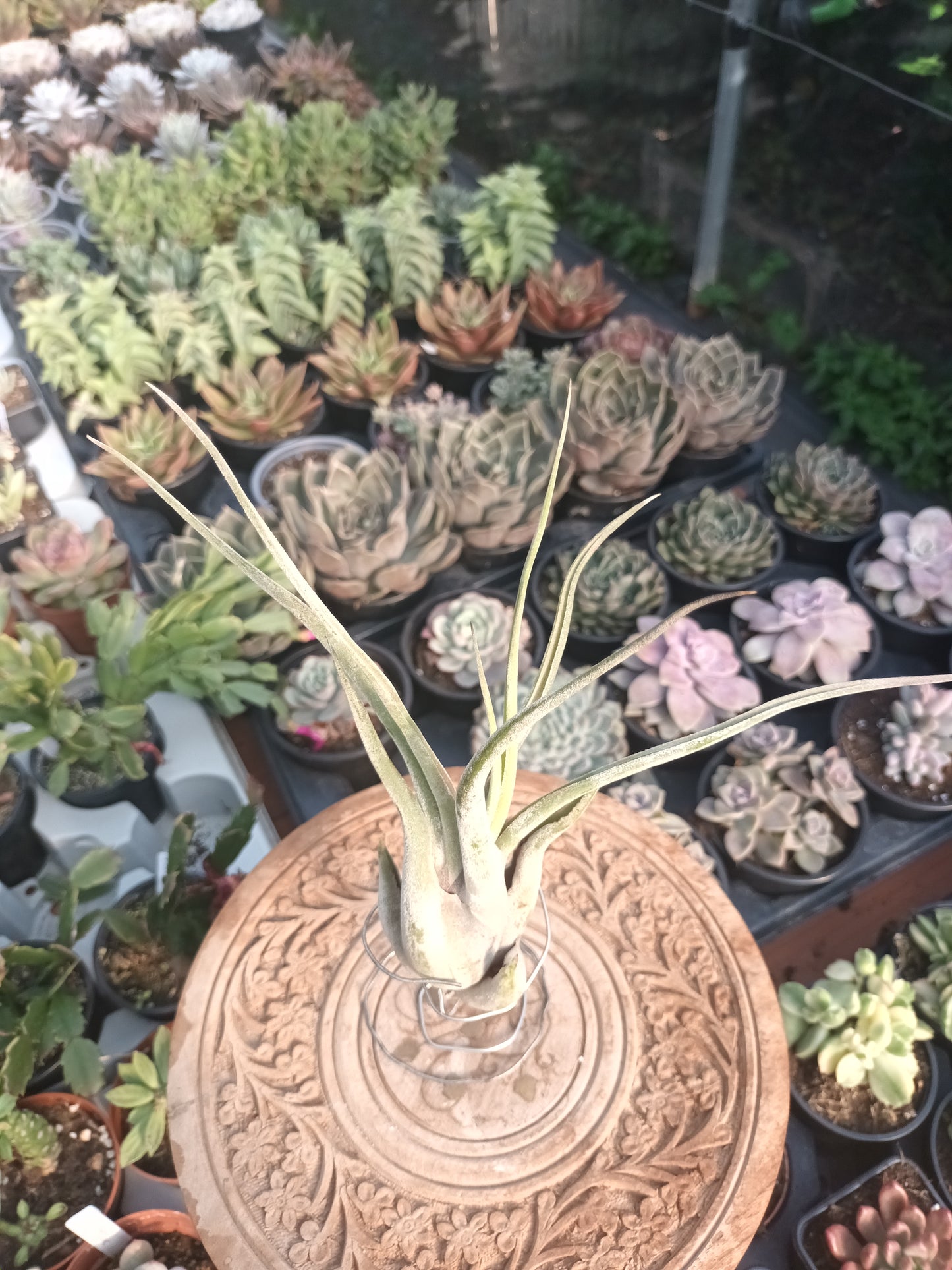 Tillandsia caput medusae - M