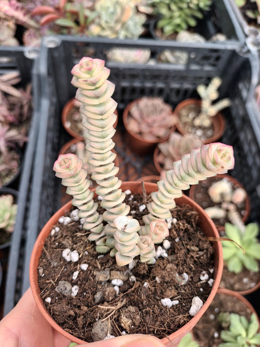 Crassula marmeriana Fantasy Variegata