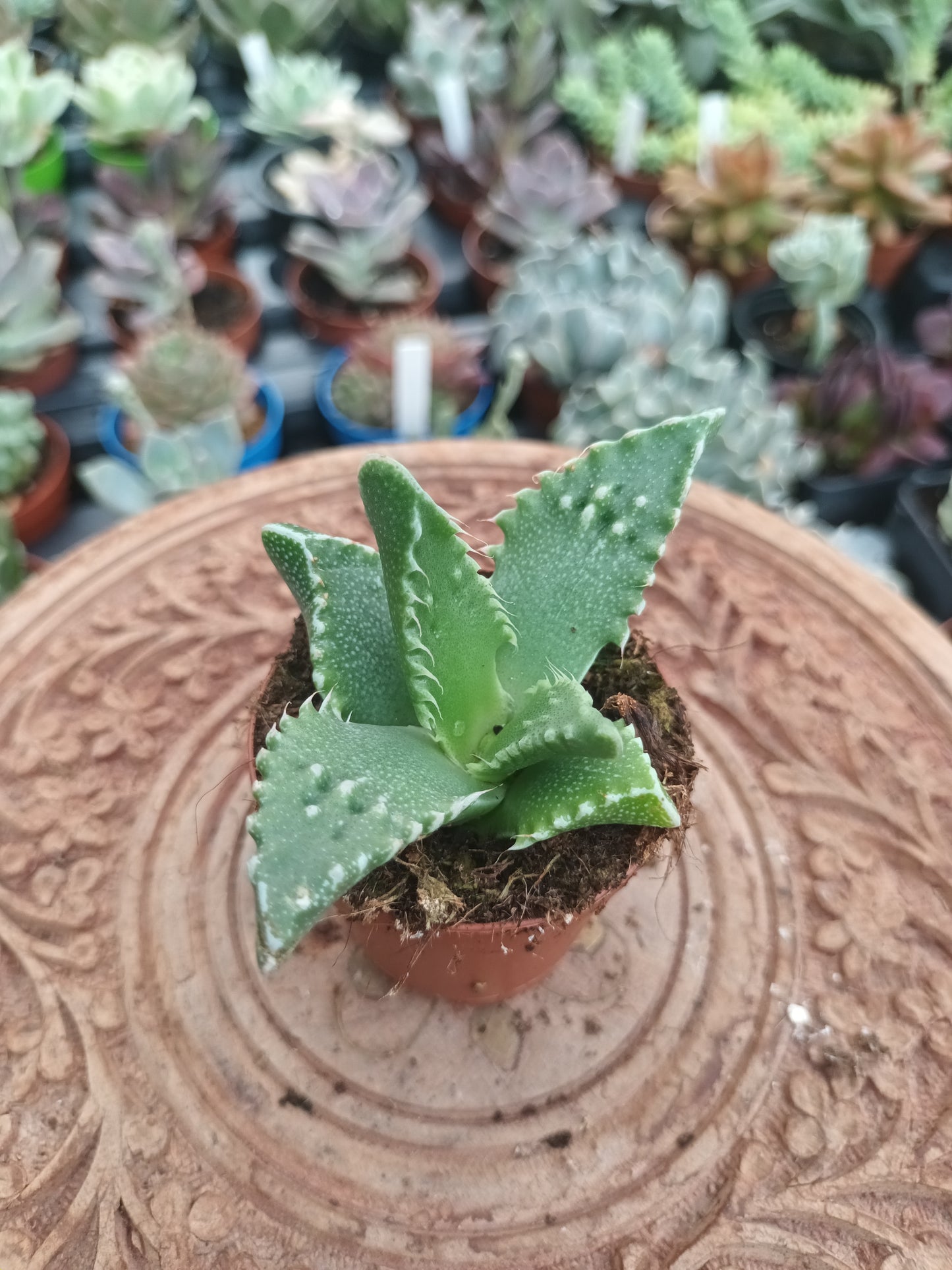 Faucaria felina