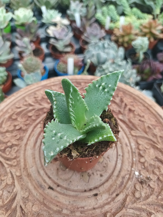 Faucaria felina