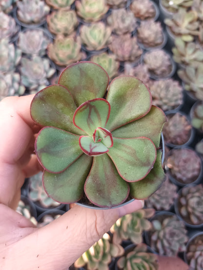 Echeveria Nodulosa