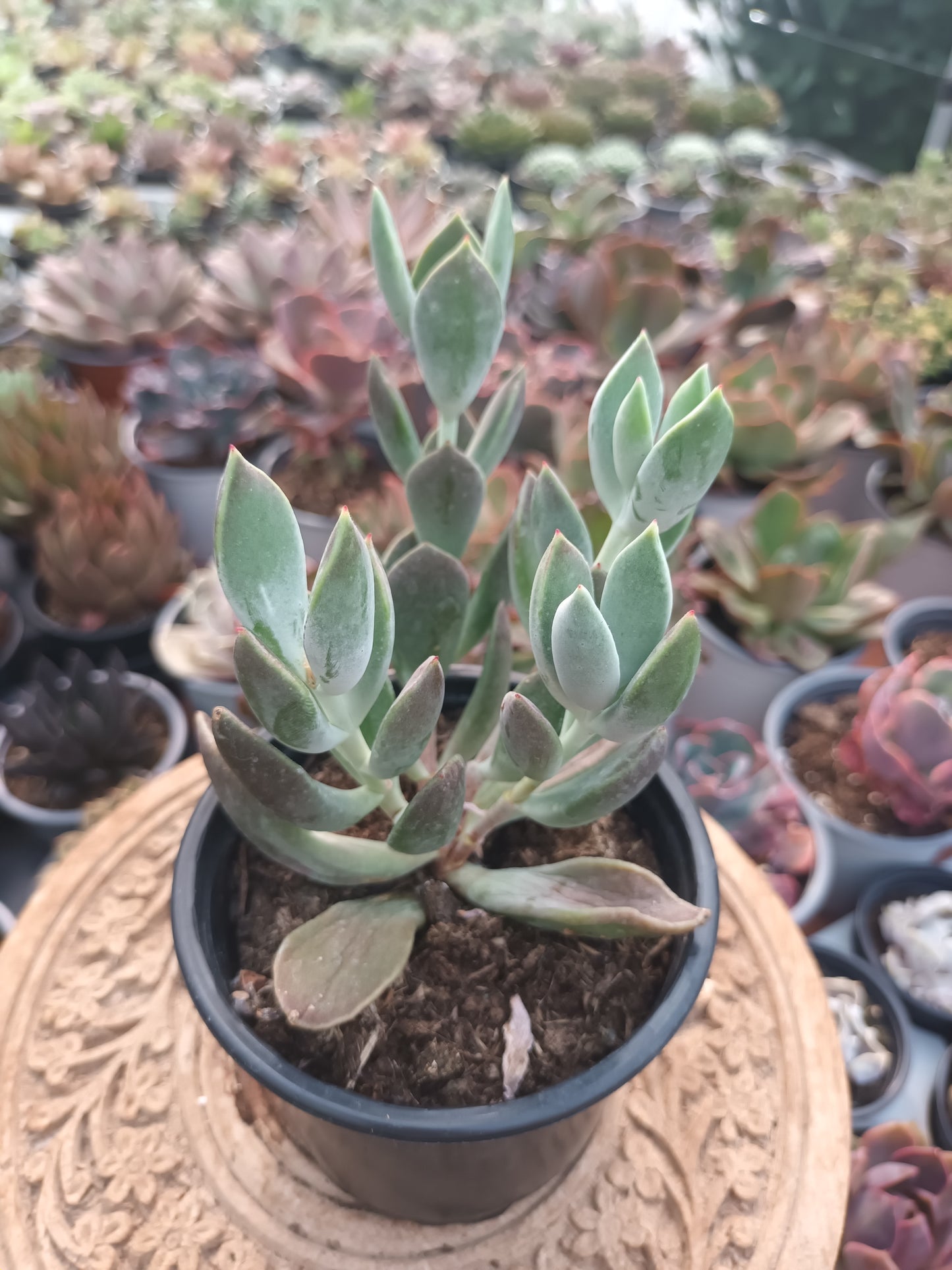 Cotyledon 'Green Peaks'