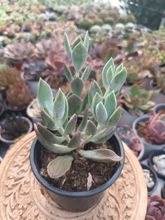 Cotyledon 'Green Peaks'