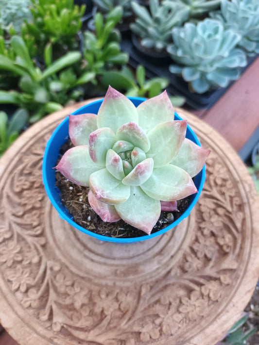 Echeveria agavoides 'Romeo' hybrida