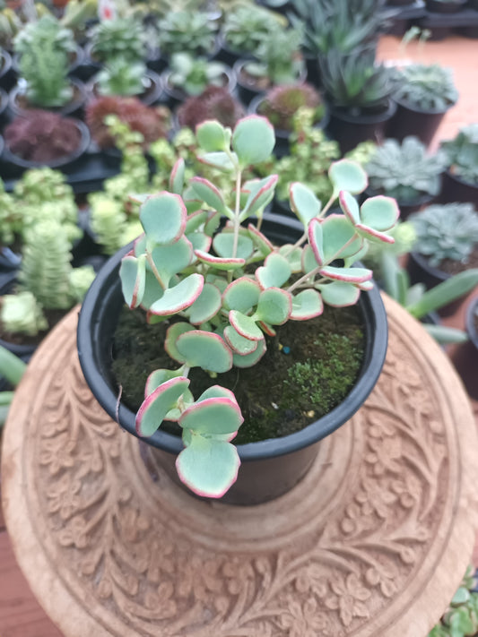 Sedum ‘Hylotelephium Sieboldii’