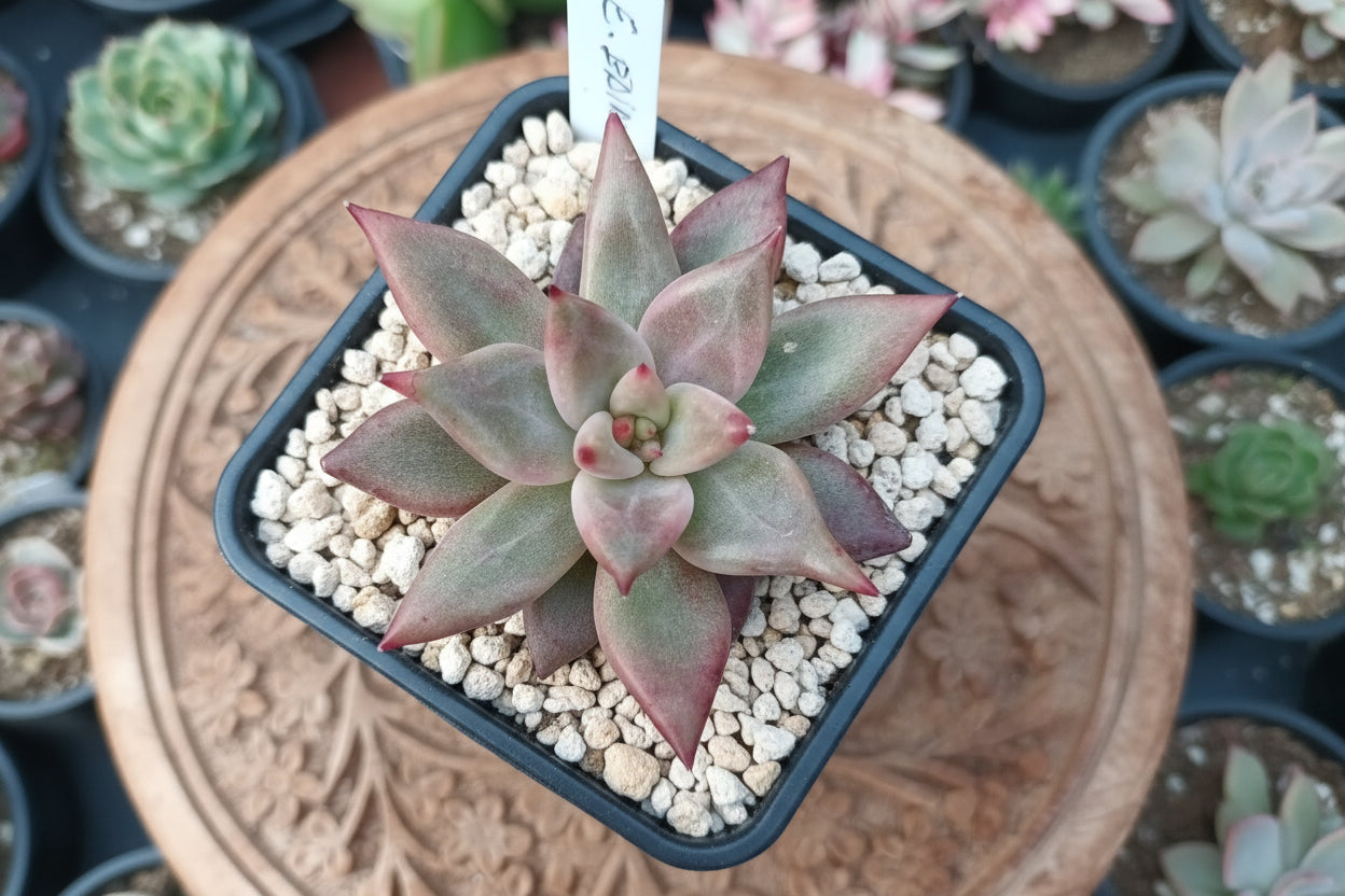 Echeveria Baiana