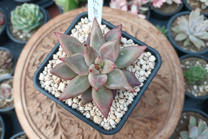 Echeveria Baiana